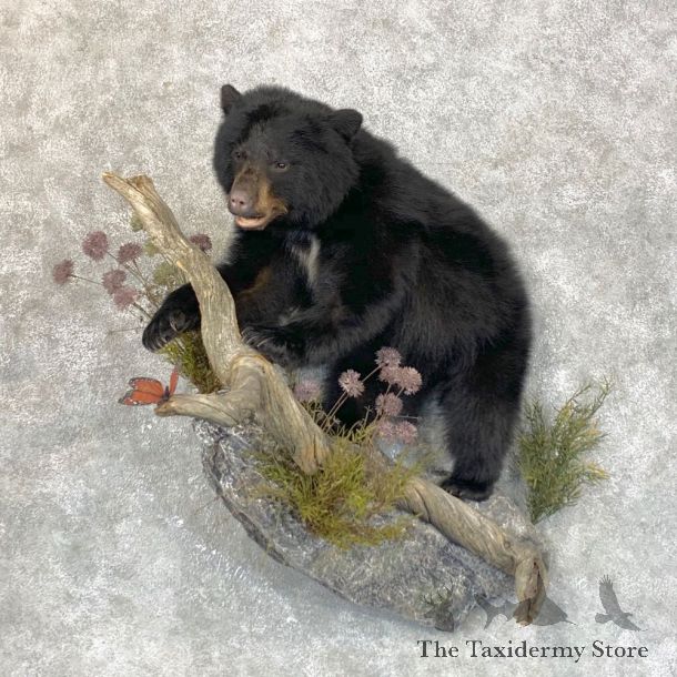Black Bear Cub Taxidermy Mount For Sale #28907 @ The Taxidermy Store