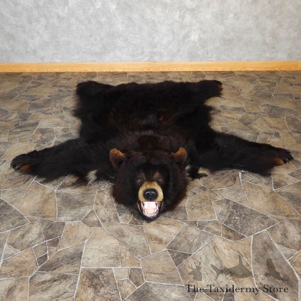 Black Bear Full-Size Rug For Sale #18970 @ The Taxidermy Store
