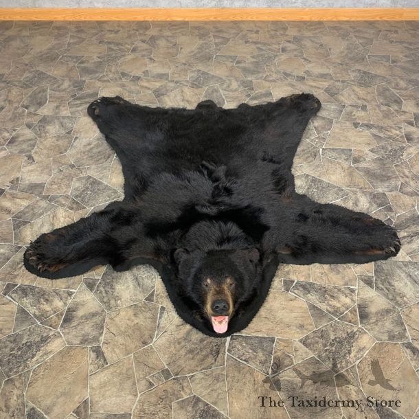Black Bear Full-Size Rug For Sale #22695 @ The Taxidermy Store