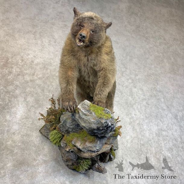 Glacier Bear Life-Size Taxidermy Mount For Sale #22775 - The Taxidermy Store