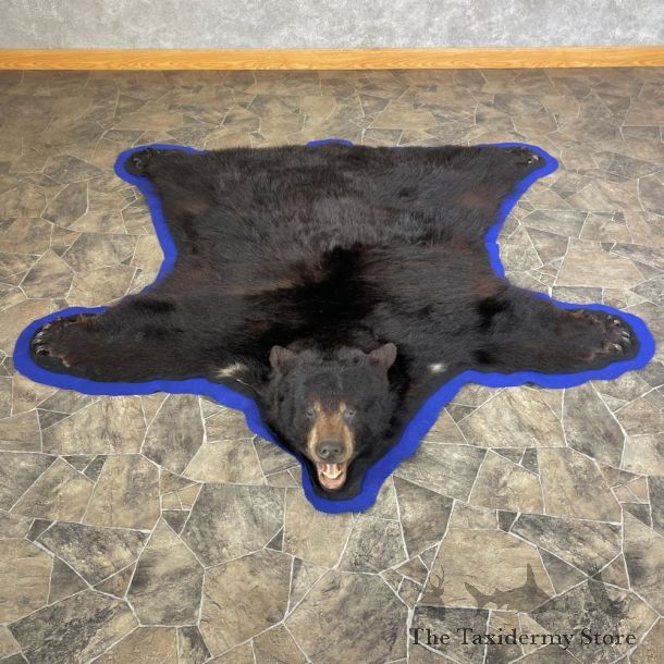 Black Bear Full-Size Rug For Sale #26297 @ The Taxidermy Store