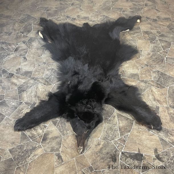 Black Bear Full Size Hide For Sale #27873 @ The Taxidermy Store
