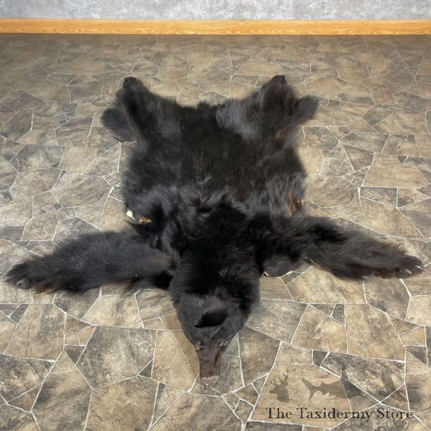 Black Bear Full Size Hide For Sale #27875 @ The Taxidermy Store