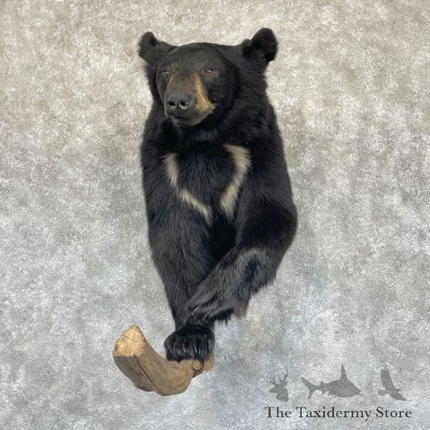 Black Bear Half-Life-Size Mount For Sale #28282 @ The Taxidermy Store