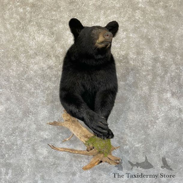 Black Bear Half-Life-Size Mount For Sale #28284 @ The Taxidermy Store