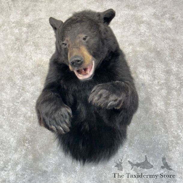 Black Bear 1/2-Life-Size Mount For Sale #24983 @ The Taxidermy Store