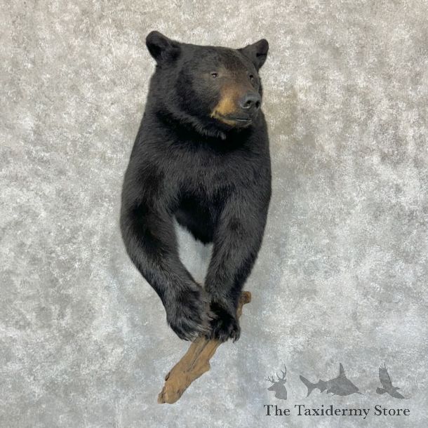 Black Bear Half-Life-Size Taxidermy Mount For Sale #26780 @ The Taxidermy Store