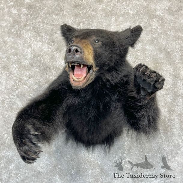 Black Bear 1/2-Life-Size Mount For Sale #25301 @ The Taxidermy Store