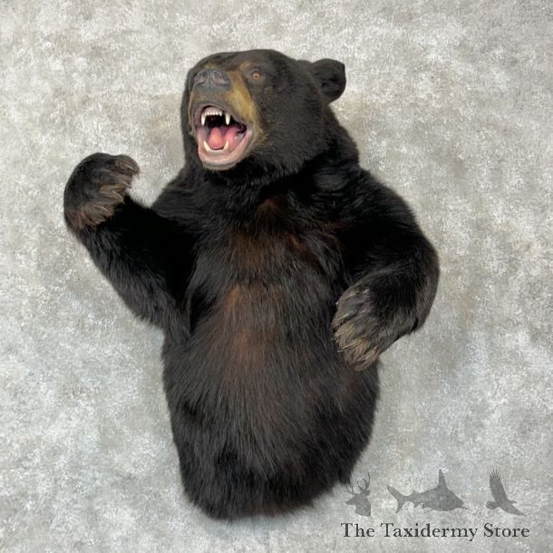 Black Bear Half-Life-Size Mount For Sale #29277 @ The Taxidermy Store