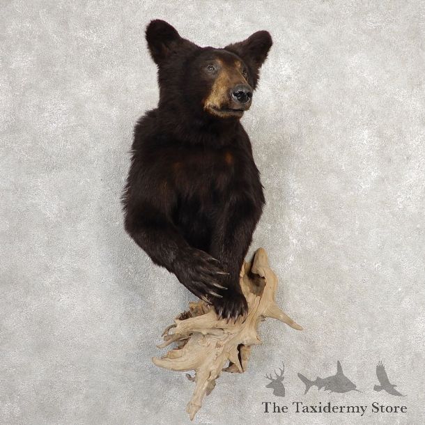 Black Bear Half-Life-Size Taxidermy Mount #20367 For Sale @ The Taxidermy Store