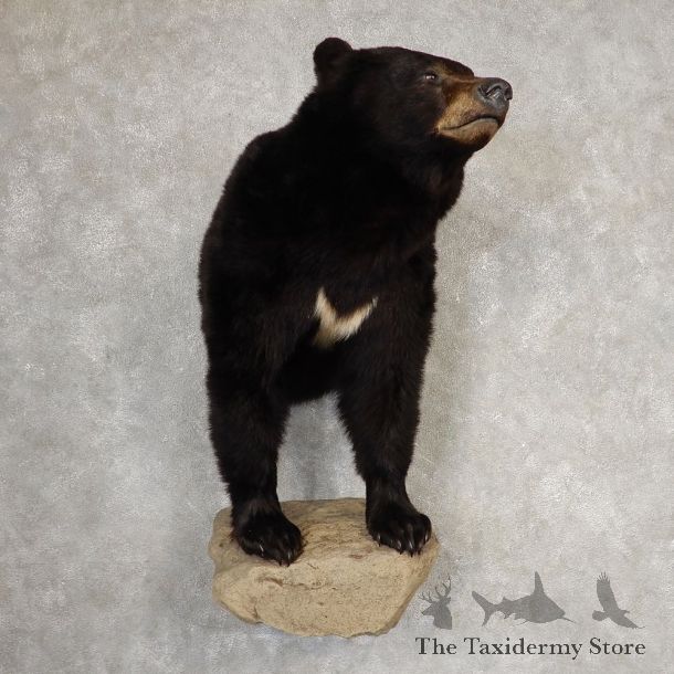 Black Bear Half-Life-Size Taxidermy Mount #21061 For Sale @ The Taxidermy Store
