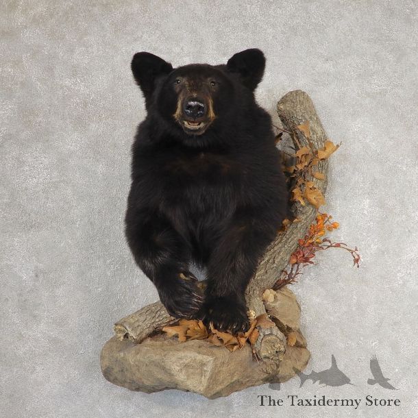 Black Bear Half-Life-Size Taxidermy Mount #21062 For Sale @ The Taxidermy Store