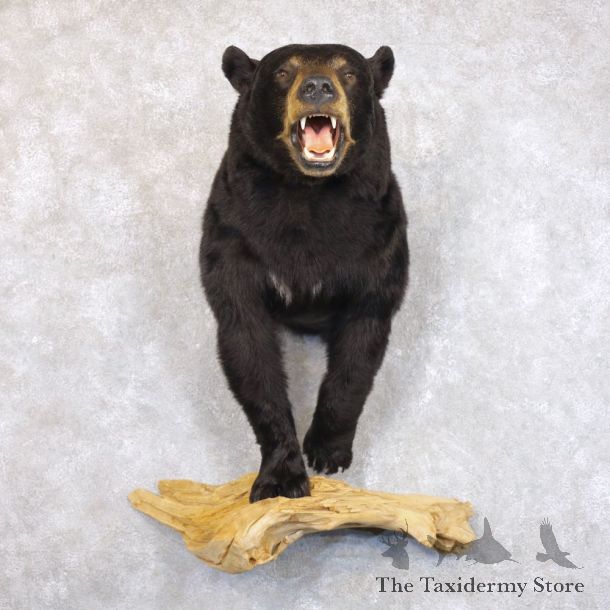 Black Bear Half-Life-Size Taxidermy Mount #22241 For Sale @ The Taxidermy Store