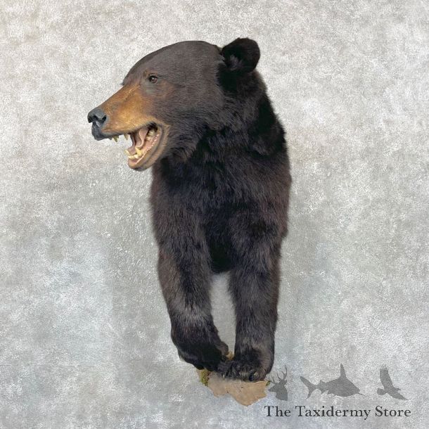 Black Bear Half-Life-Size Taxidermy Mount #24285 For Sale @ The Taxidermy Store
