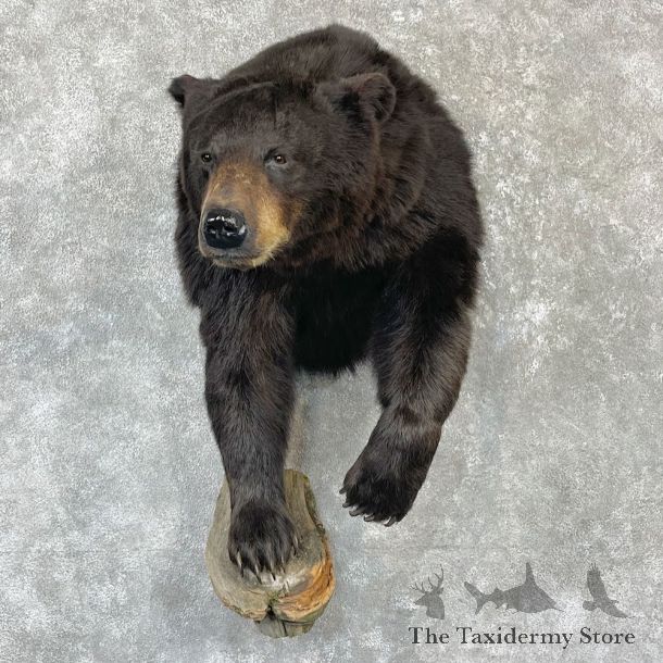 Black Bear Half-Life-Size Taxidermy Mount For Sale #26519 @ The Taxidermy Store