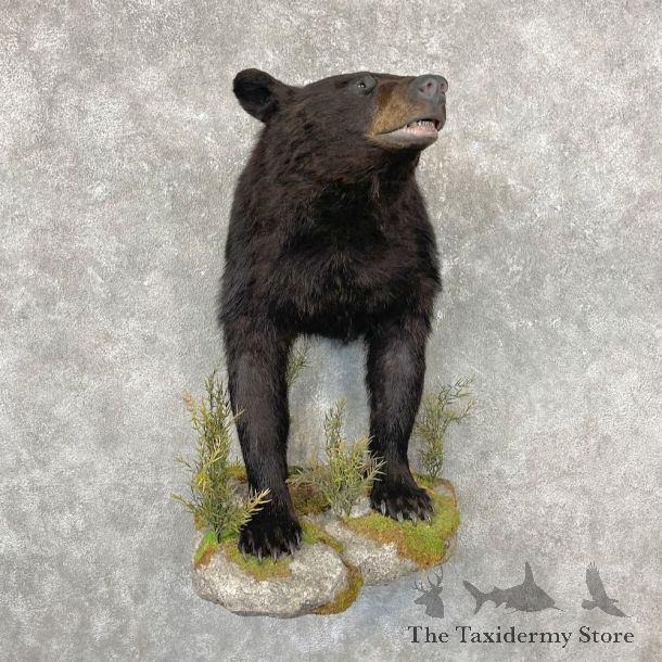 Black Bear Half-Life-Size Taxidermy Mount For Sale #26755 @ The Taxidermy Store