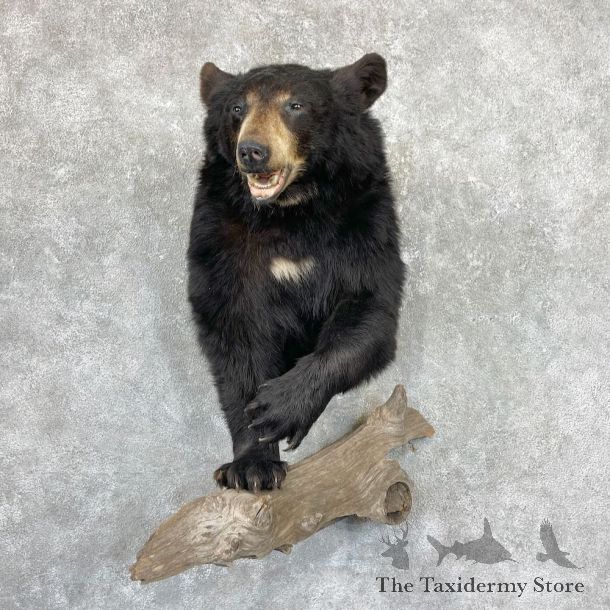 Black Bear Half-Life-Size Taxidermy Mount For Sale #26794 @ The Taxidermy Store