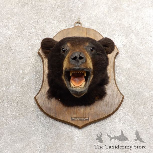Black Bear Head Taxidermy Mount For Sale #20496 @ The Taxidermy Store
