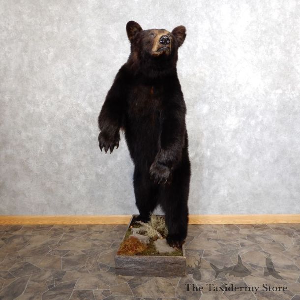 Black Bear Life-Size Mount For Sale #18600 @ The Taxidermy Store
