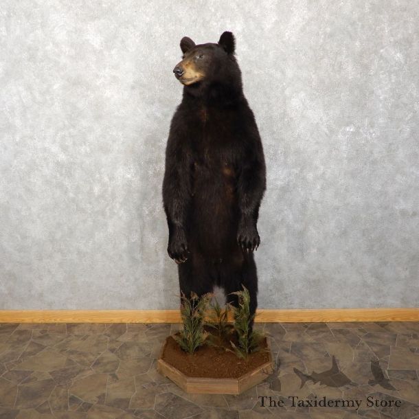 Black Bear Life-Size Mount For Sale #18763 @ The Taxidermy Store