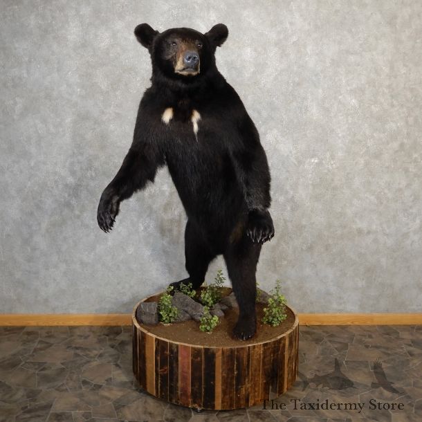 Black Bear Life-Size Mount For Sale #19048 @ The Taxidermy Store