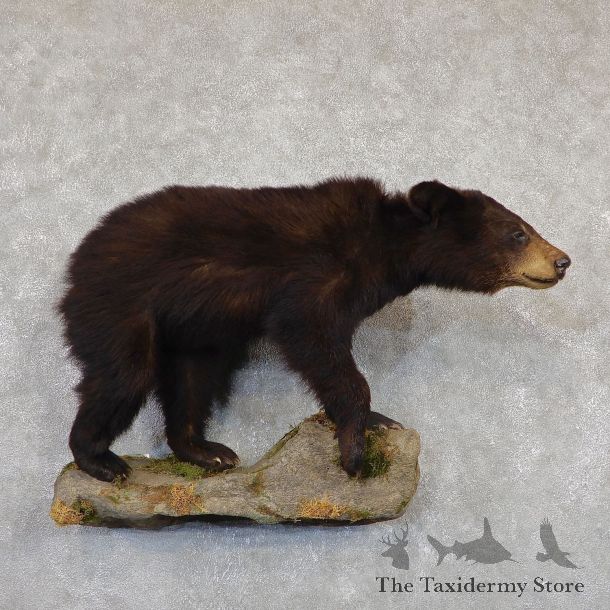 Black Bear Life-Size Mount For Sale #19344 @ The Taxidermy Store