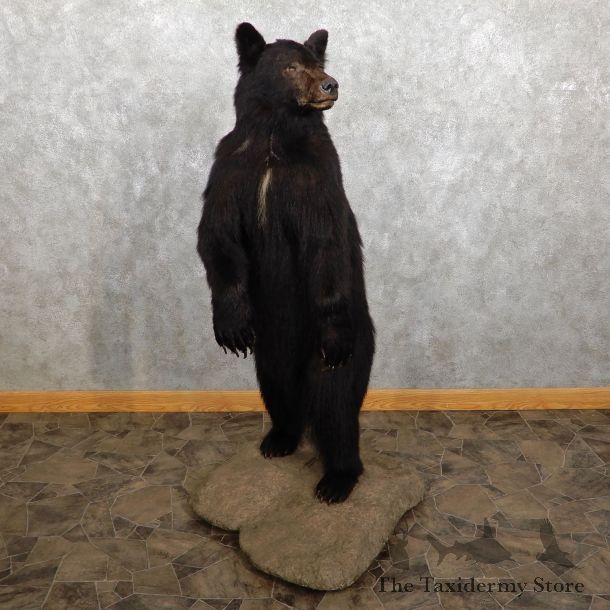 Black Bear Life-Size Mount For Sale #19458 @ The Taxidermy Store