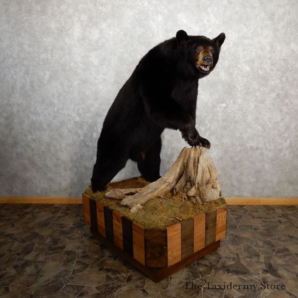 Black Bear Life-Size Mount For Sale #19779 @ The Taxidermy Store