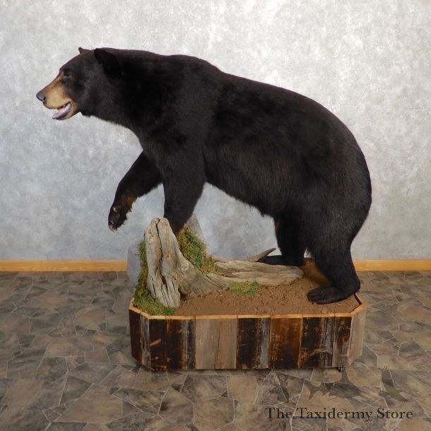Black Bear Life-Size Mount For Sale #19781 @ The Taxidermy Store