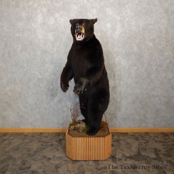 Black Bear Life-Size Mount For Sale #19915 @ The Taxidermy Store