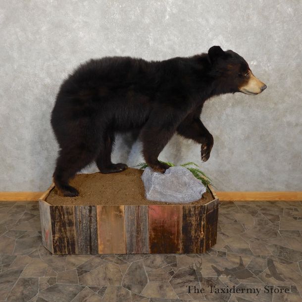 Black Bear Life-Size Mount For Sale #19916 @ The Taxidermy Store