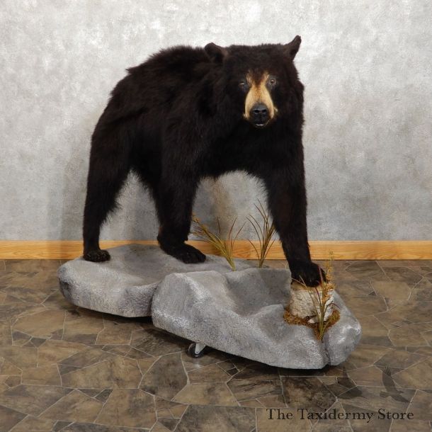 Black Bear Life-Size Mount For Sale #20407 @ The Taxidermy Store
