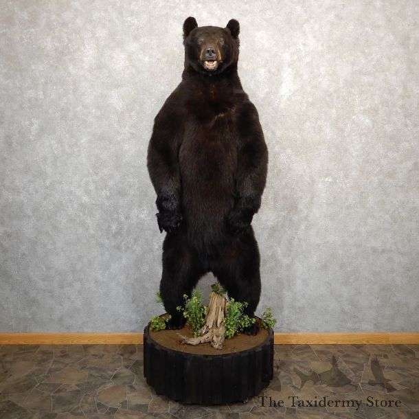 Black Bear Life-Size Mount For Sale #20761 @ The Taxidermy Store