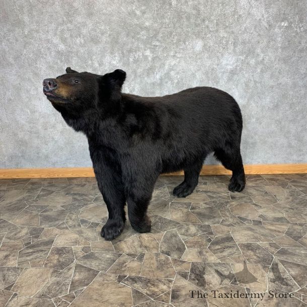 Black Bear Life-Size Mount For Sale #21268 @ The Taxidermy Store