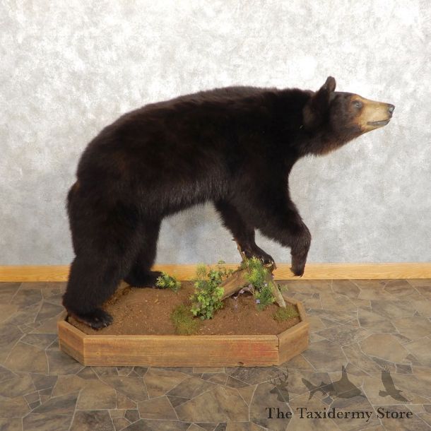 Black Bear Life-Size Mount For Sale #21454 @ The Taxidermy Store