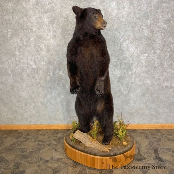 Black Bear Life-Size Mount For Sale #21736 @ The Taxidermy Store