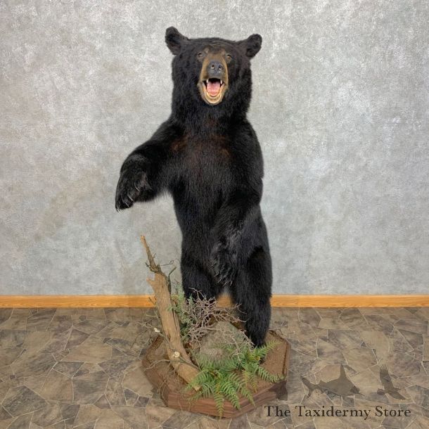 Black Bear Life-Size Mount For Sale #22078 @ The Taxidermy Store