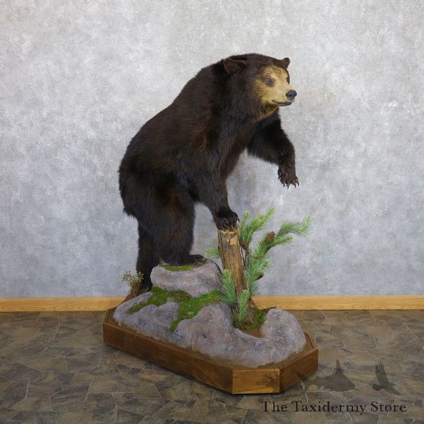 Black Bear Life-Size Mount For Sale #22333 @ The Taxidermy Store