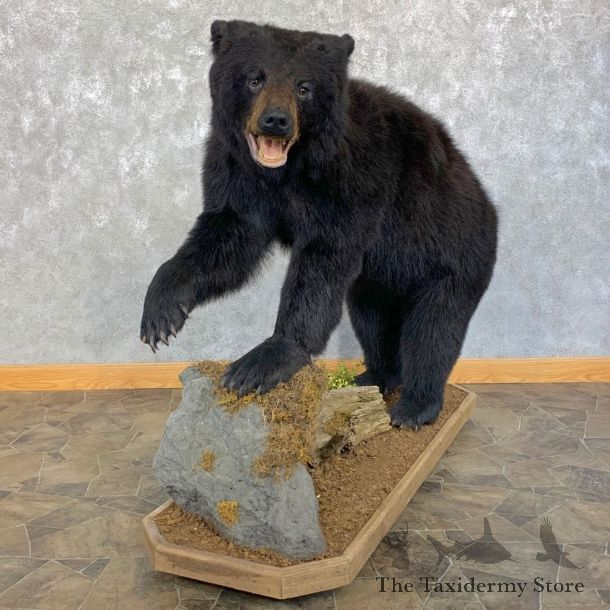 Black Bear Life-Size Mount For Sale #23186 @ The Taxidermy Store