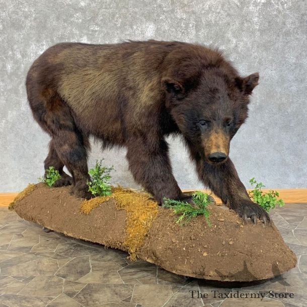 Black Bear Life-Size Mount For Sale #23187 @ The Taxidermy Store