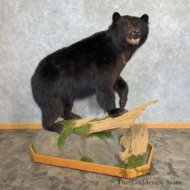 Black Bear Life-Size Mount For Sale #23226 @ The Taxidermy Store