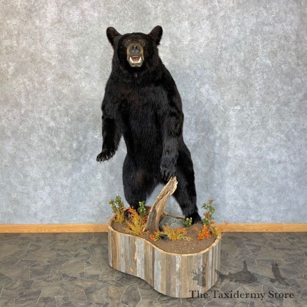 Black Bear Life-Size Mount For Sale #23439 @ The Taxidermy Store
