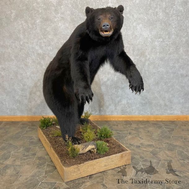 Black Bear Life-Size Mount For Sale #24102 @ The Taxidermy Store