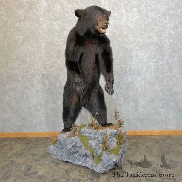 Black Bear Life-Size Mount For Sale #24200 @ The Taxidermy Store