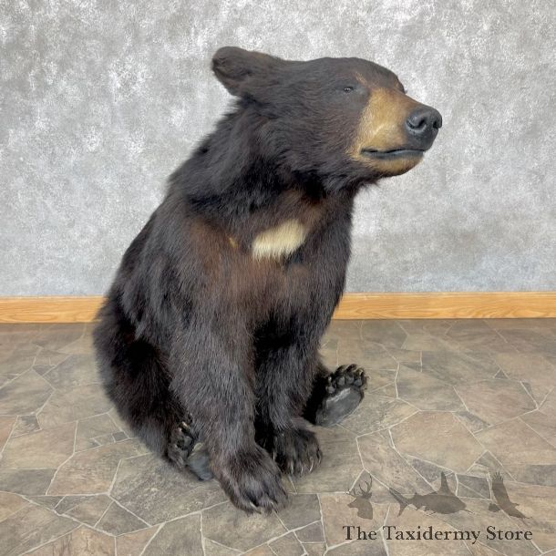 Black Bear Life-Size Mount For Sale #26592 @ The Taxidermy Store
