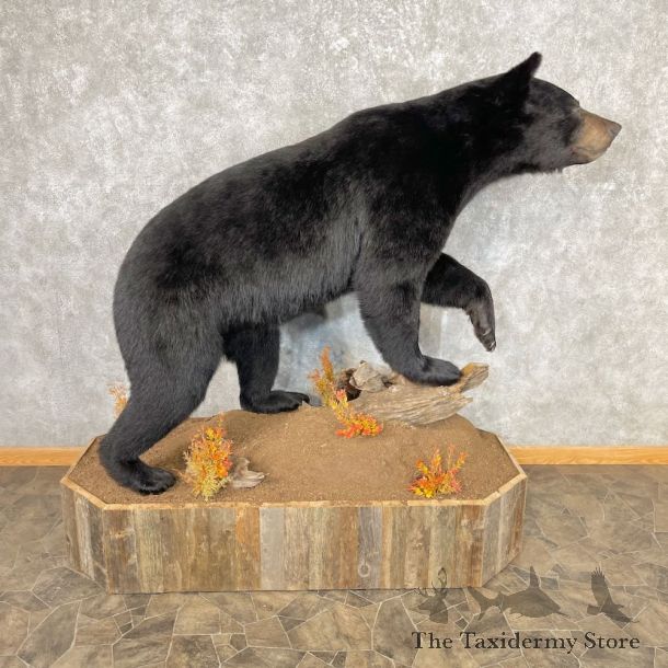 Black Bear Life-Size Mount For Sale #26742 @ The Taxidermy Store
