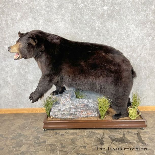 Black Bear Life-Size Mount For Sale #26743 @ The Taxidermy Store
