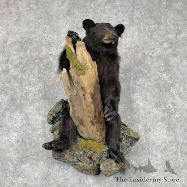 Black Bear Life-Size Mount For Sale #26873 @ The Taxidermy Store