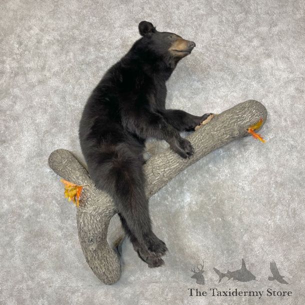 Black Bear Life-Size Mount For Sale #26874 @ The Taxidermy Store