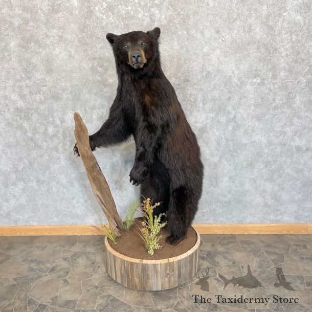 Black Bear Life-Size Mount For Sale #27647 @ The Taxidermy Store